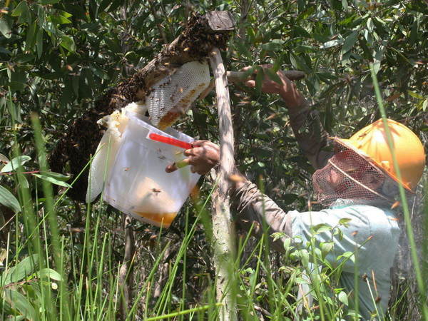 Xuất hiện mật ong không rõ nguồn gốc lấy thương hiệu U Minh hạ ảnh 1