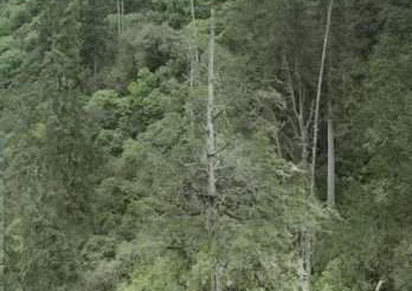 Cây bách khổng lồ ở Tây Tạng phá kỷ lục về cây cao nhất châu Á ảnh 1