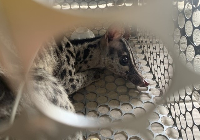 Ninh Bình: Cứu hộ thành công hai cá thể cầy vằn bắc quý hiếm ảnh 1