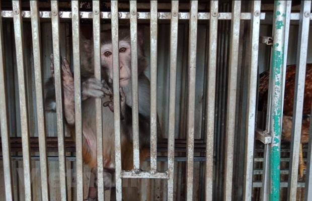 Một trong 3 cá thể khỉ bị nuôi nhốt trong lồng sắt tại nhà hàng Phú Sơn. (Ảnh: Hùng Võ/Vietnam+) Tăng cường hành động nhằm giảm thiểu vi phạm về động vật hoang dã ảnh 2