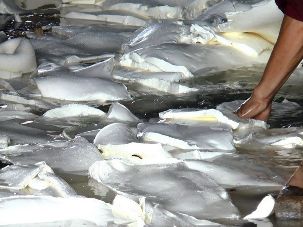 Một nhà máy mủ cao su ở Kon Tum bị dừng hoạt động vì gây ô nhiễm ảnh 1