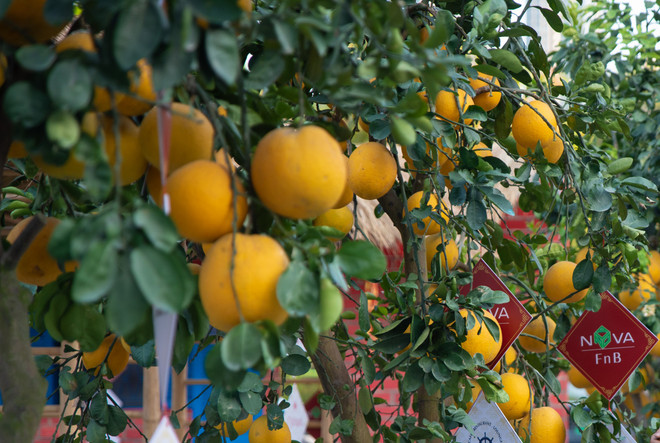 Người Sài Gòn trẩy hội hoa Xuân trong những ngày đầu Năm Mới ảnh 1