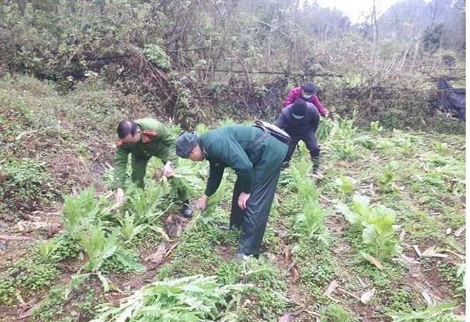 Cao Bằng: Nhổ bỏ, tiêu hủy hơn 8.000 cây thuốc phiện trồng trái phép ảnh 1