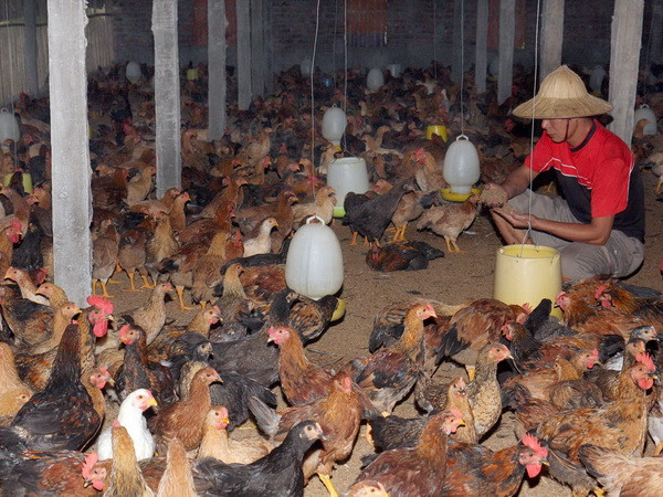 Xây dựng vùng an toàn dịch bệnh trên đàn gà ở Đông Nam Bộ ảnh 1