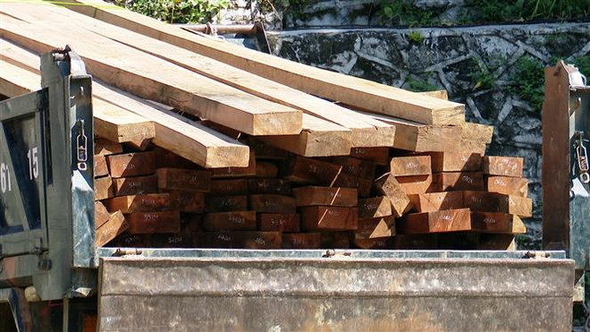 Đắk Lắk: Phát hiện vụ khai thác gỗ Pơmu trái pháp luật ảnh 1