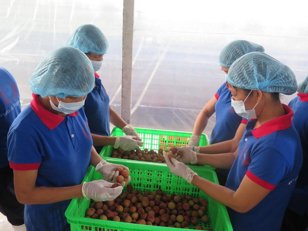 Hải Dương: Sẵn sàng đưa lô vải thiều đầu tiên xuất sang Mỹ ảnh 1