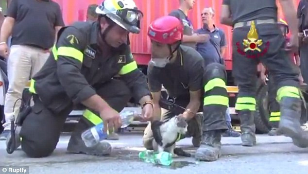 Kitten miraculously survives after 6 days buried under rubble photo 2
