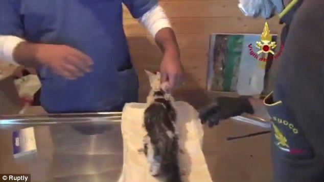 Kitten miraculously survives after 6 days buried under rubble photo 3
