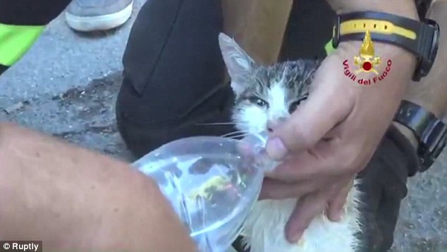 Kitten miraculously survives after 6 days buried under rubble photo 1