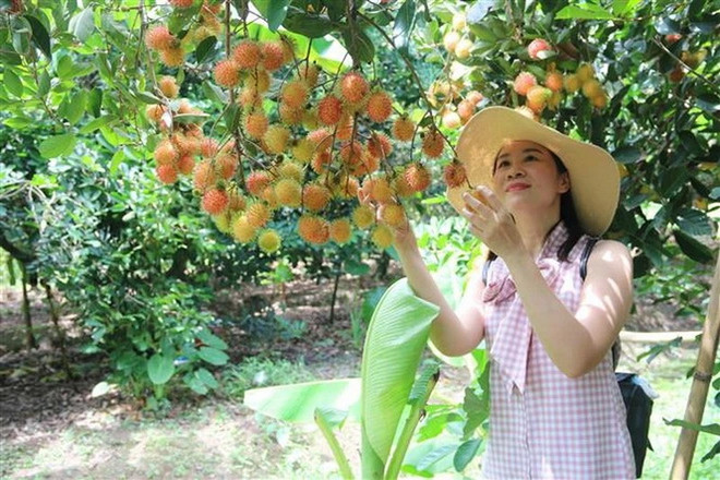 du lich tra vinh- vuon chom chom.jpg