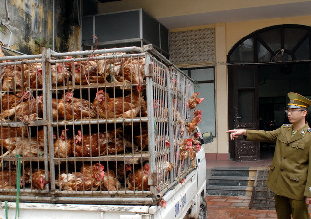 Gà lậu bị lực lượng chức năng thu giữ. Ảnh minh họa. (Ảnh: Quang Quyết/TTXVN) Quảng Ninh tiêu hủy hơn 1,6 tấn gà nhập lậu từ Trung Quốc ảnh 1