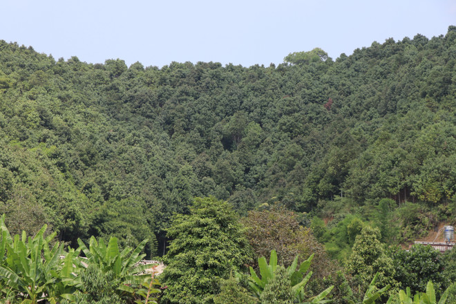 Định hướng phát triển bền vững cho sản phẩm quế Việt Nam ảnh 2