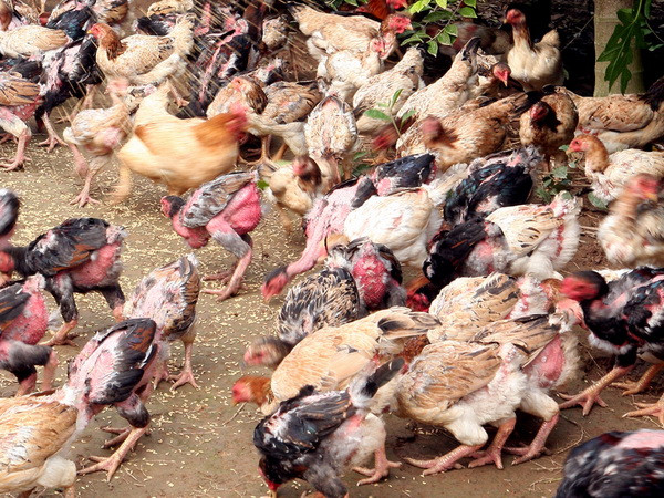 Nguồn cung tăng, Gà Đông Tảo ở Đồng Nai vẫn “cháy” hàng ảnh 1