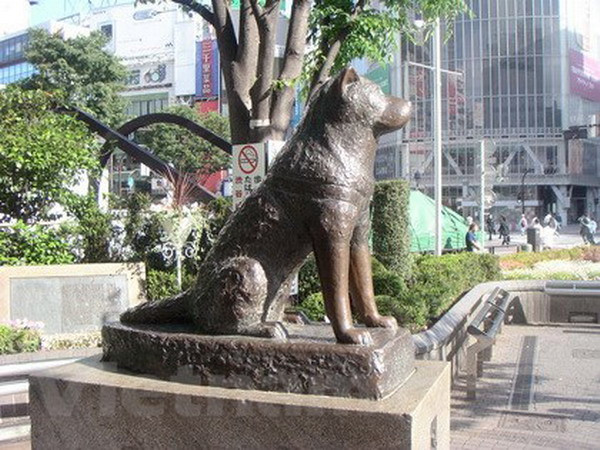 Câu chuyện cảm động về loài vật trung thành nhất với con người ảnh 1