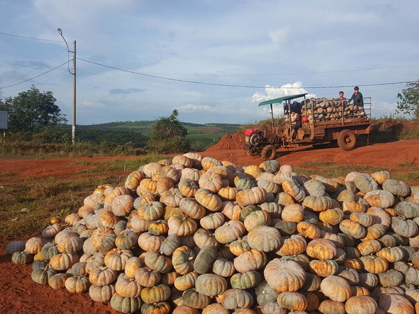 Chung tay hỗ trợ tiêu thụ bí đỏ, dưa hấu tại TP Hồ Chí Minh ảnh 1