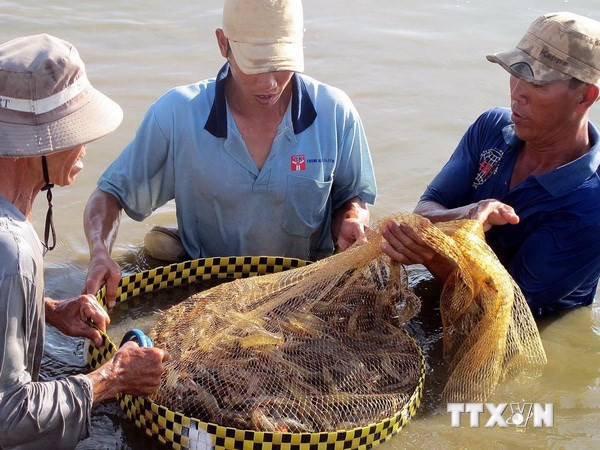 Cà Mau đạt kim ngạch xuất khẩu trên 1 tỷ USD năm thứ hai liên tiếp ảnh 1