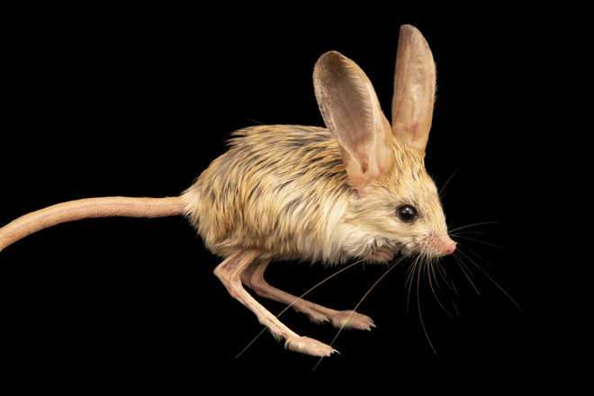 Jerboa: Loài vật đáng yêu được kết hợp từ chuột, thỏ, lợn, chuột túi? ảnh 1