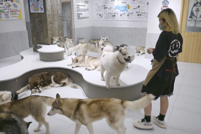 Thị trường thú cưng hơn 30 tỷ USD của Trung Quốc hấp dẫn DN Nhật Bản ảnh 1