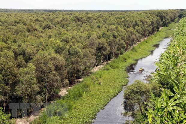 Mưa to liên tiếp, hơn 44.500ha rừng ở Cà Mau thoát hiểm hỏa hoạn ảnh 1