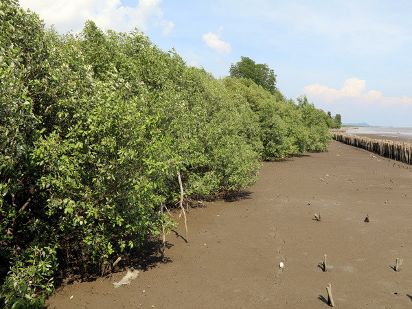 Gần 10,8 triệu người hưởng lợi từ dự án trồng rừng ngập mặn ảnh 1