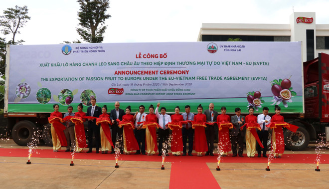 Hiệp định EVFTA: Gia Lai xuất khẩu 100 tấn chanh leo đầu tiên sang EU ảnh 2