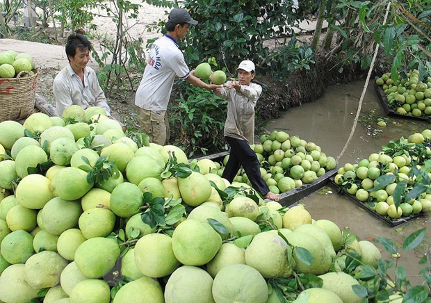 Trang trại bưởi da xanh rộng 20ha của anh Đoàn Minh Chiến tại xã Tân Định, huyện Bắc Tân Uyên. (Ảnh: Huyền Trang/TTXVN) Sôi động thị trường bưởi da xanh ở khu vực miền Đông Nam Bộ ảnh 1