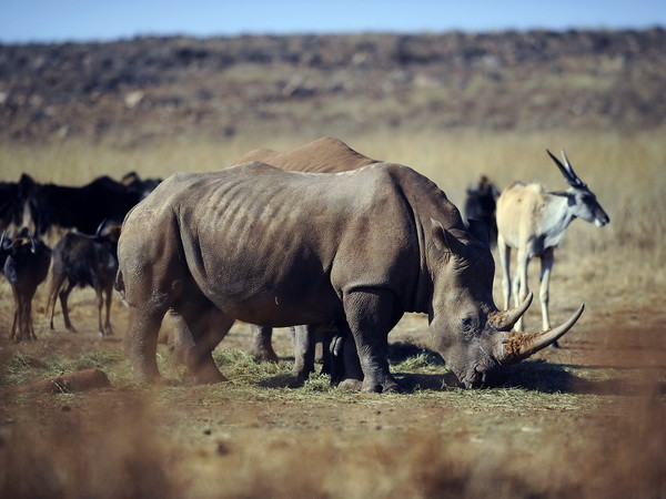 Chính phủ Nam Phi nối lại lệnh cấm buôn bán sừng tê giác ảnh 1