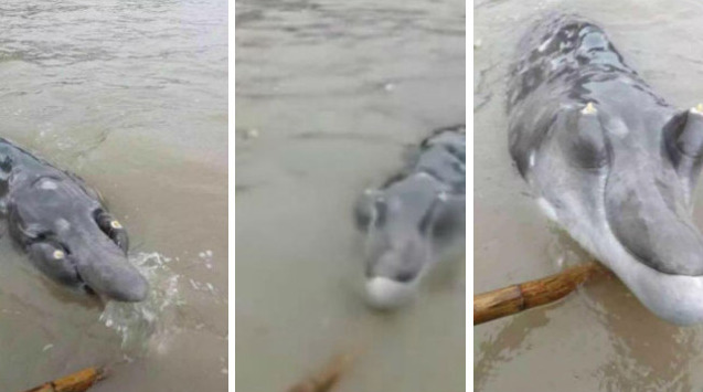 Ngư dân hốt hoảng khi thấy "thủy quái" mũi dài, răng mọc trên đầu ảnh 1