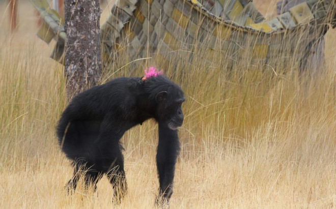 Tinh tinh gắn bó không rời với búp bê sau nỗi đau mất con ảnh 1
