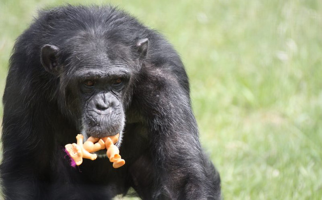 Tinh tinh gắn bó không rời với búp bê sau nỗi đau mất con ảnh 2