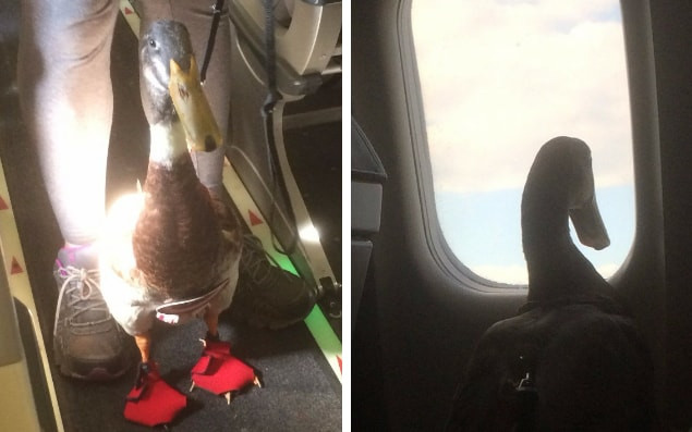 Hành khách bất ngờ khi thấy vịt đóng tã trên chuyến bay ảnh 1