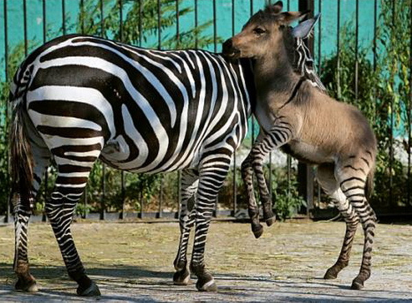 Chú ngựa vằn lai lừa có vẻ ngoài đặc biệt thu hút sự quan tâm ảnh 2