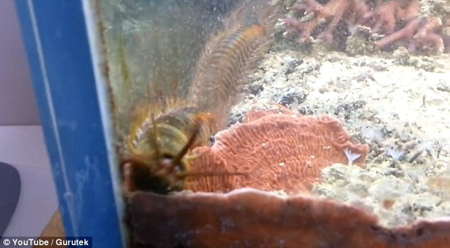 Hãi hùng cảnh sâu khổng lồ trốn trong bể cá cảnh suốt 2 năm ảnh 1