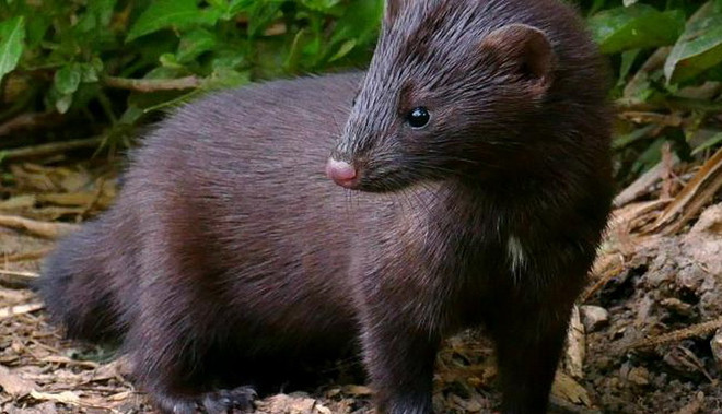 Hà Lan: Một nông dân bị lây nhiễm virus SARS-CoV-2 từ chồn ảnh 1