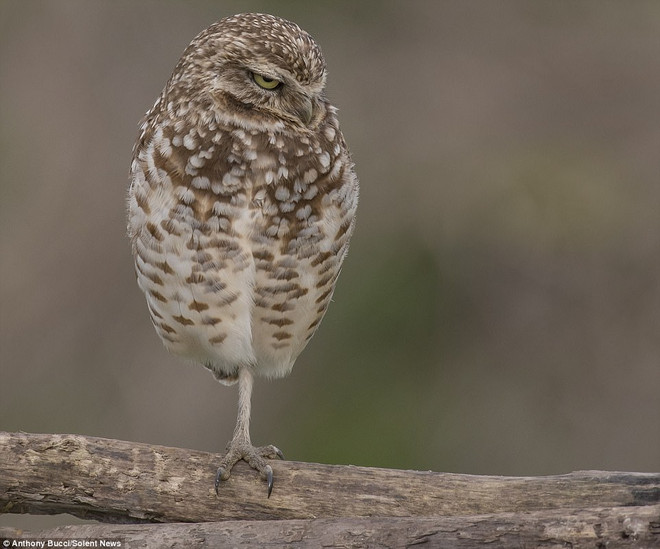 Con cú thu hút sự chú ý khi đứng trên cành cây bằng một chân ảnh 3