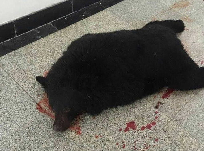 Học sinh hốt khoảng khi thấy gấu đen "đột nhập" vào trường ảnh 2