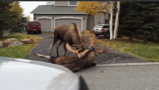 [Video] Hai con nai sừng tấm vật lộn với nhau bên ngoài nhà dân ảnh 1