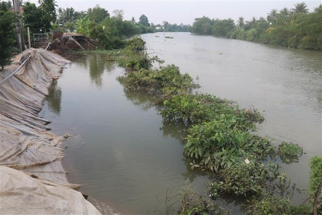 Tiền Giang: Sạt lở đê bao Đông-Tây Ba Rày ảnh hưởng đến sản xuất ảnh 1