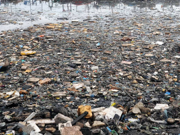 1,5 triệu động vật trên đại dương chết vì rác nhựa mỗi năm ảnh 1