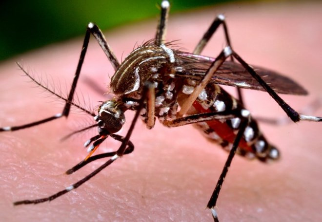Muỗi Aedes aegypti. (Nguồn: Imperial.co.uk) Sự kiện trong nước 10-16/10: Mưa lũ lịch sử ở các tinh miền Trung ảnh 6