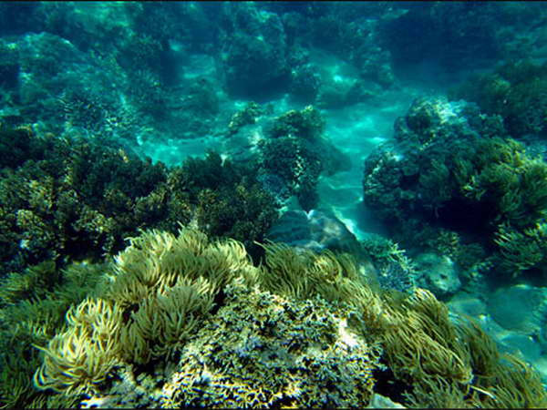 Gần 1 tỷ đồng tái tạo rạn san hô vùng biển Khánh Hòa ảnh 1