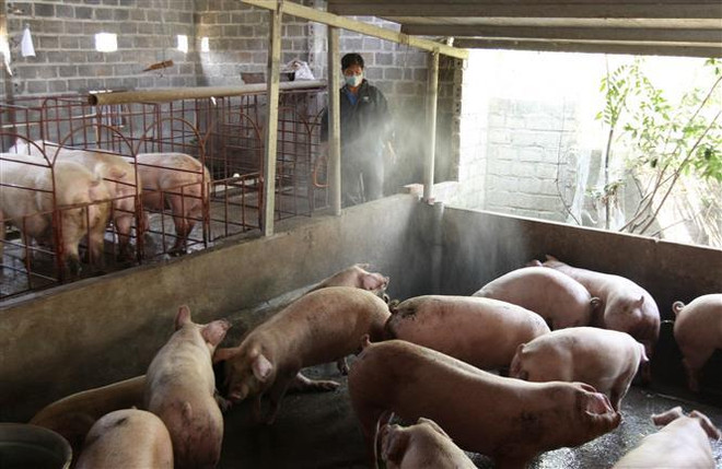 Quảng Trị: Công bố dịch tả lợn châu Phi tại xã Hải Chánh ảnh 1