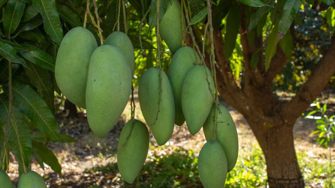 Xoài xanh Việt Nam ngày càng được ưa chuộng tại thị trường Australia ảnh 1