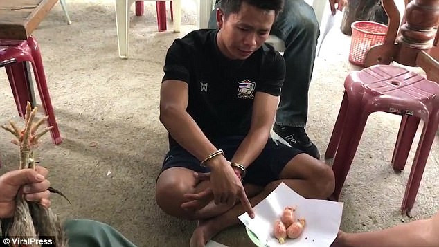 Seuksongkram giấu ma túy vào bụng hai con gà. (Nguồn: ViralPress) Cảnh sát bắt kẻ buôn ma túy phải xin lỗi vì ngược đãi hai con gà ảnh 1