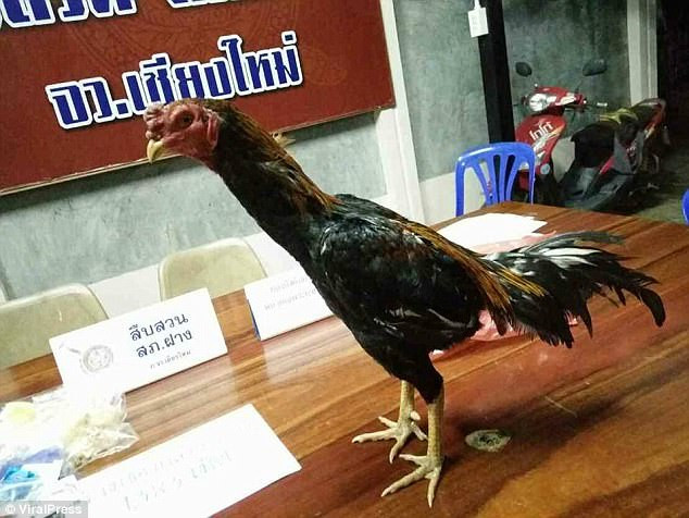 Một trong hai con gà tham gia 'vận chuyển' ma túy đá. (Nguồn: VirapPress) Cảnh sát bắt kẻ buôn ma túy phải xin lỗi vì ngược đãi hai con gà ảnh 2