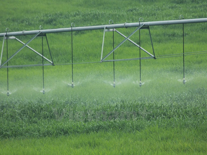 Ninh Thuận lập vùng chuyên canh sản xuất cỏ rộng 300 hécta ảnh 1