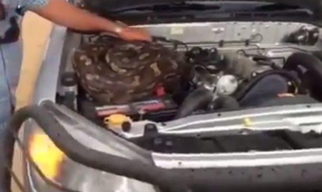 Chủ xe sợ chết khiếp khi thấy trăn dài ba mét dưới nắp capô ảnh 1