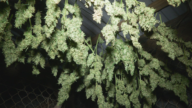 Đắk Lắk tăng cường kiểm tra, xử lý việc trồng cây cần sa trái phép ảnh 1