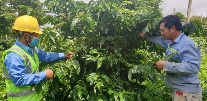 Tác động của các hiệp định thương mại tự do mới đối với ngành càphê ảnh 1