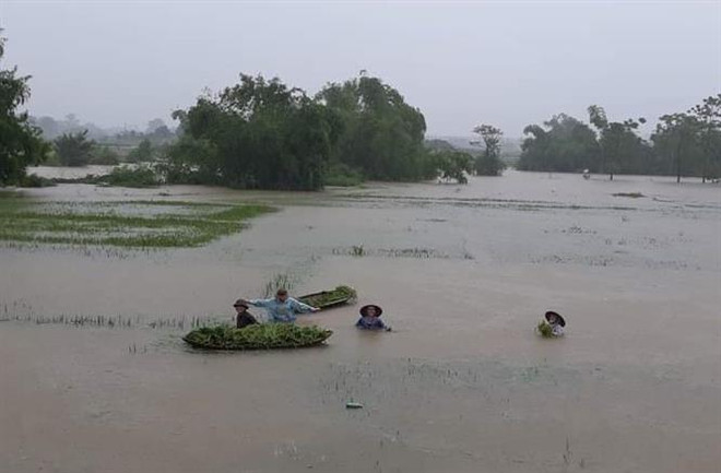 Người dân xã Cần Kiệm (huyện Thạch Thất) thu hoạch lúa theo phương châm “xanh nhà hơn già đồng". (Ảnh: Phương Anh-TTXVN) Các địa phương tiếp tục chịu nhiều thiệt hại do mưa lớn gây ngập ảnh 2